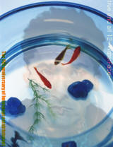 trueall12.jpg(94608 Byte)